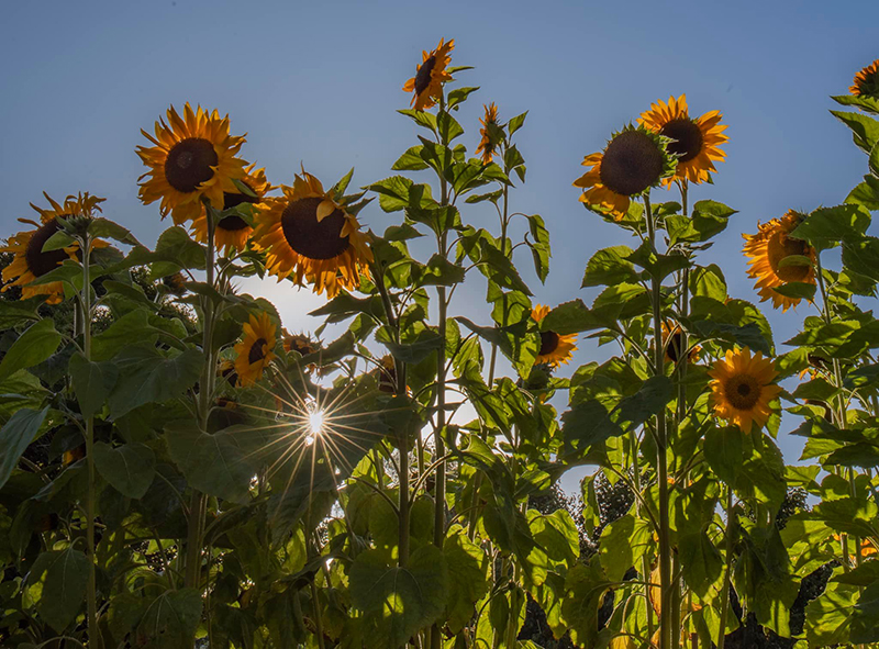 sun rays in between sunflowers