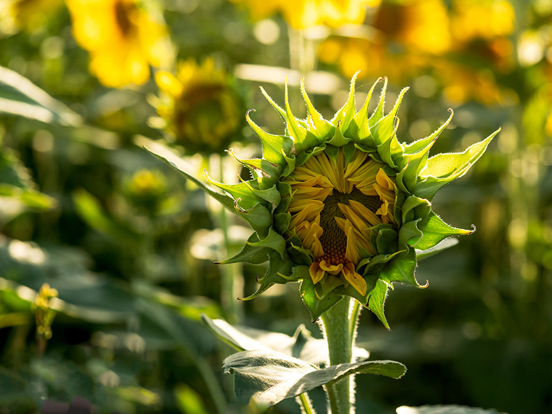 close up image of beautiful sunflower