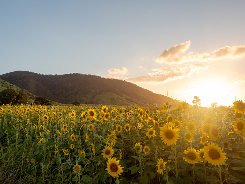 sunflower field picture during sunset golden hour