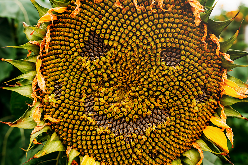 close up sunflower picture