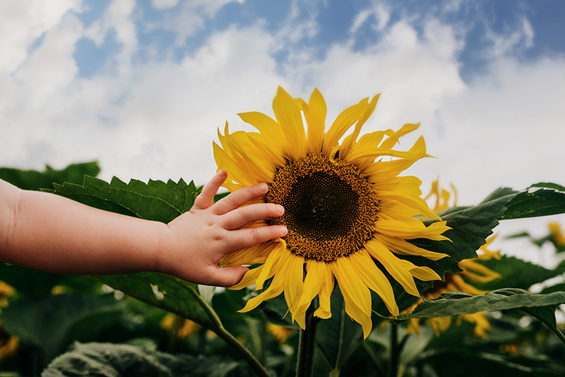 sunflower touched by a child’s hand