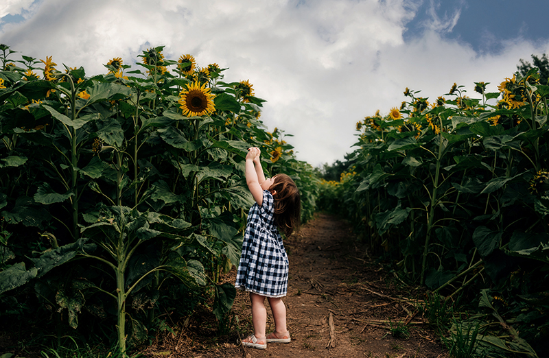girl in blue dress in sunflower field pictures