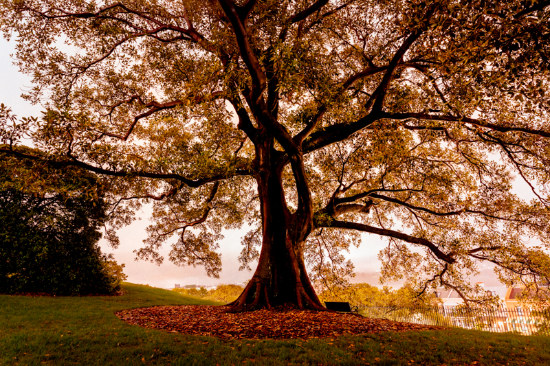 old moreton bay fig tree at night