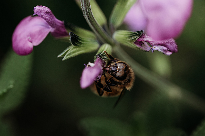 macro bee on pink flowers