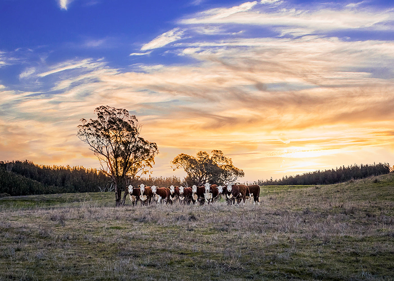 landscape scene cows in field at sunset
