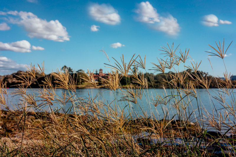 foreground grasses in front of river