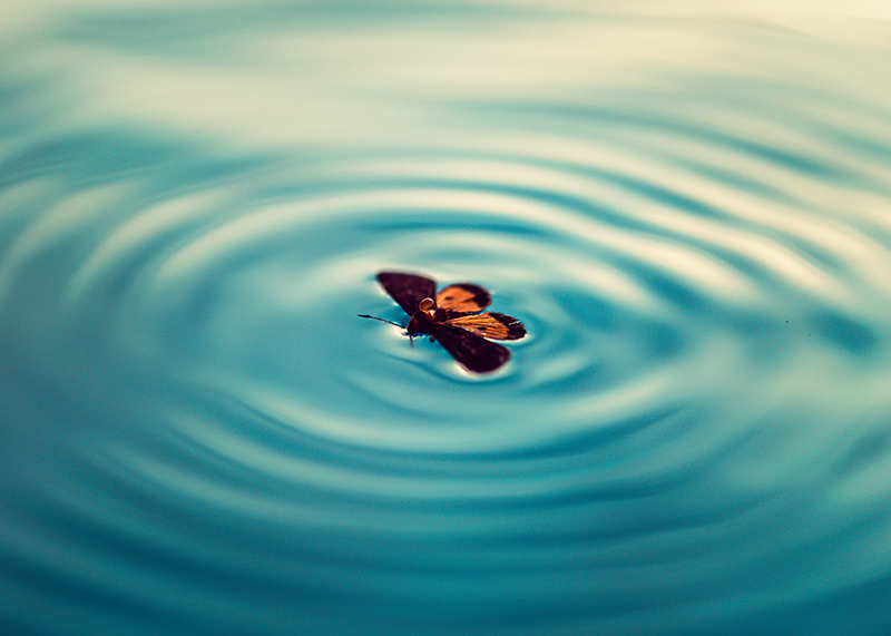 macro butterfly photo in water