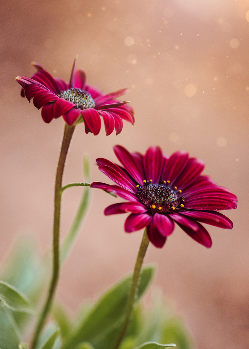 macro flower gerbera