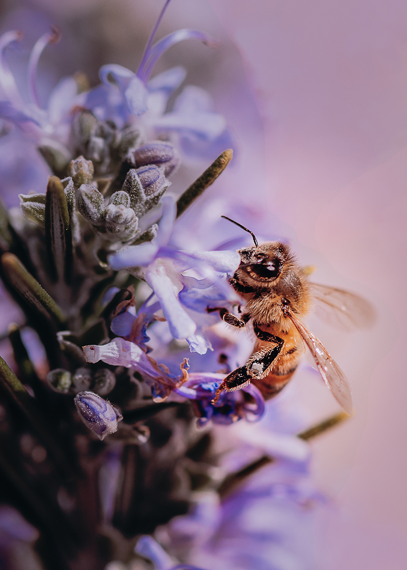 macro bee flower