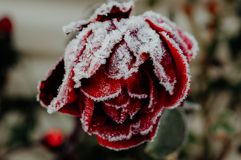 flower covered in frost