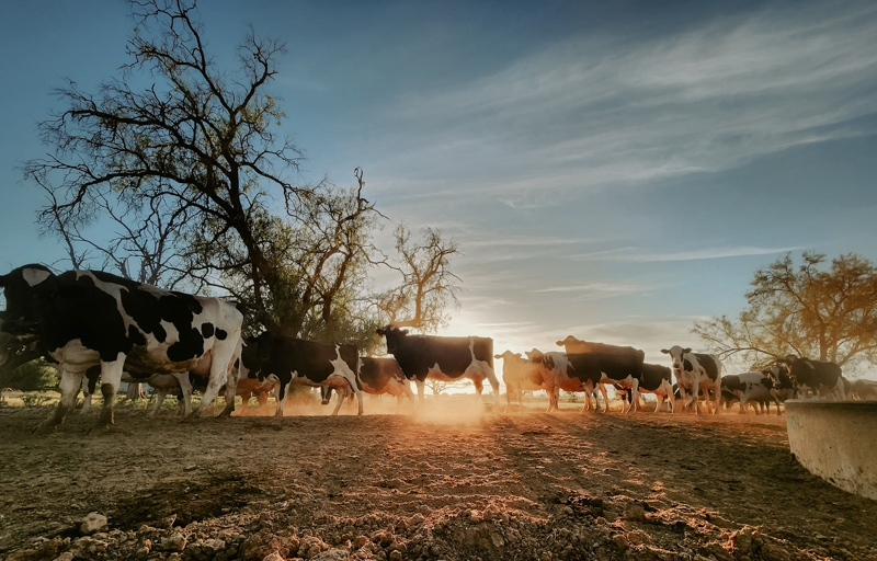 cows on farm in golden light
