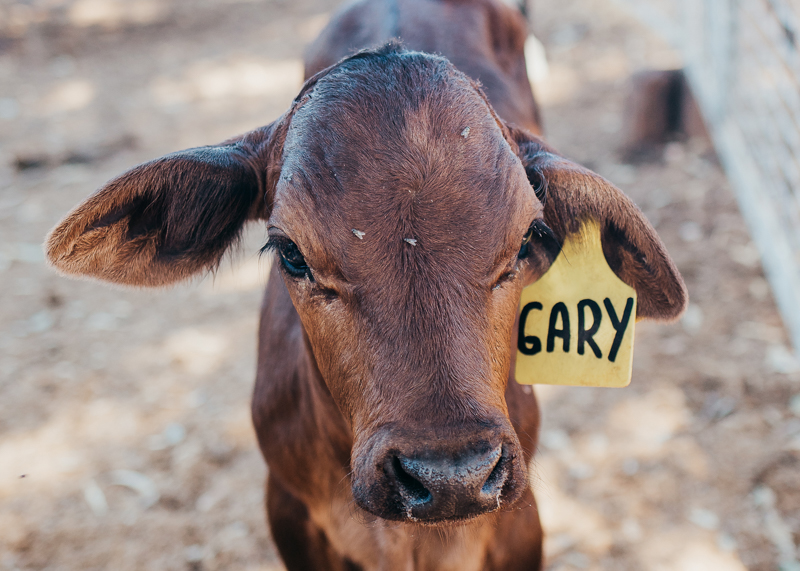 young calf with ear tag