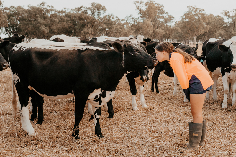 child talking to cows