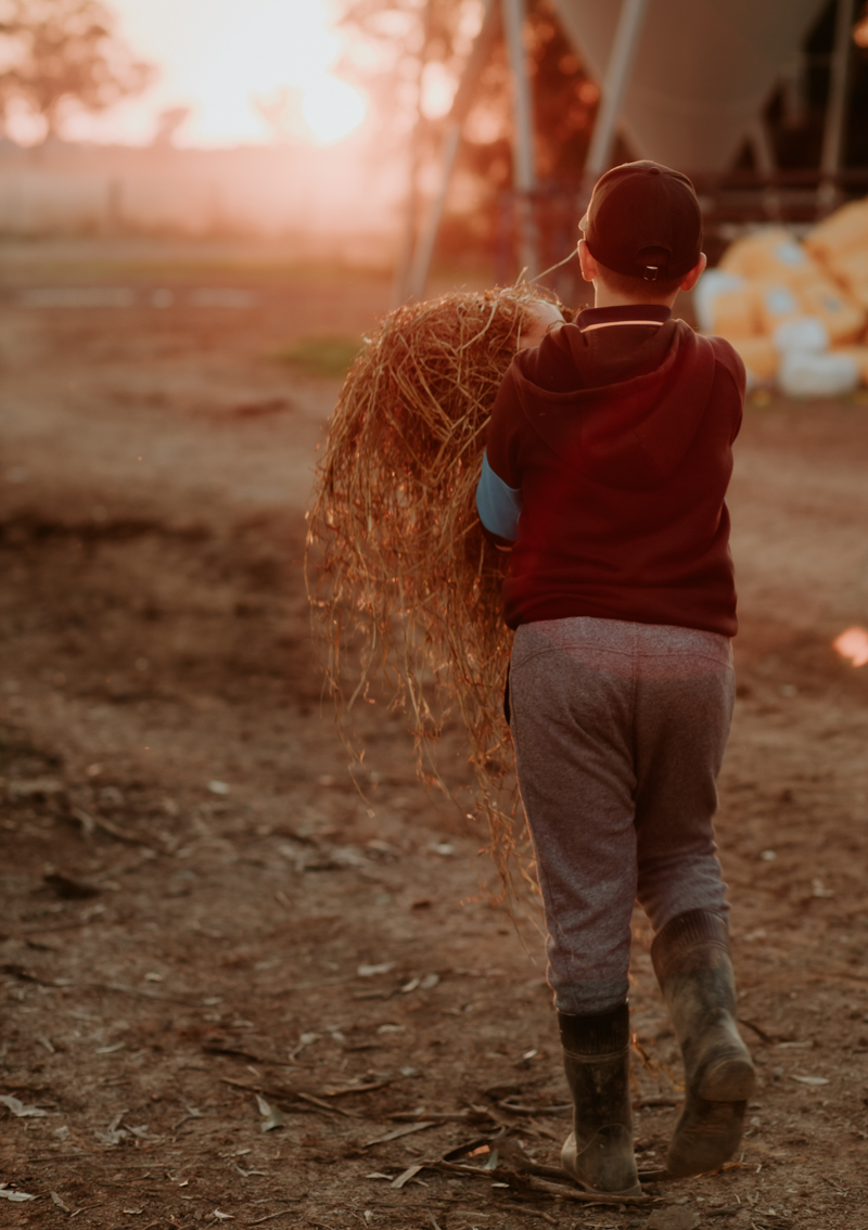 young child carrying bale of hay golden hour farm
