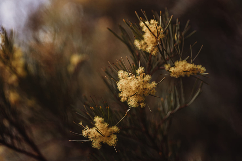 yellow flowers 