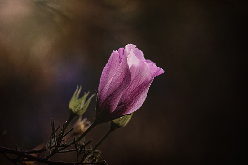 macro photography pink flower outdoors