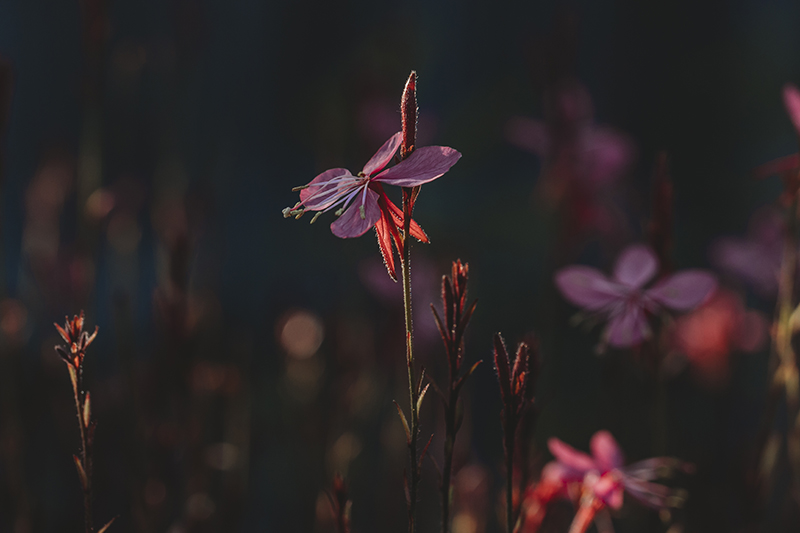 pink flowers in golden light