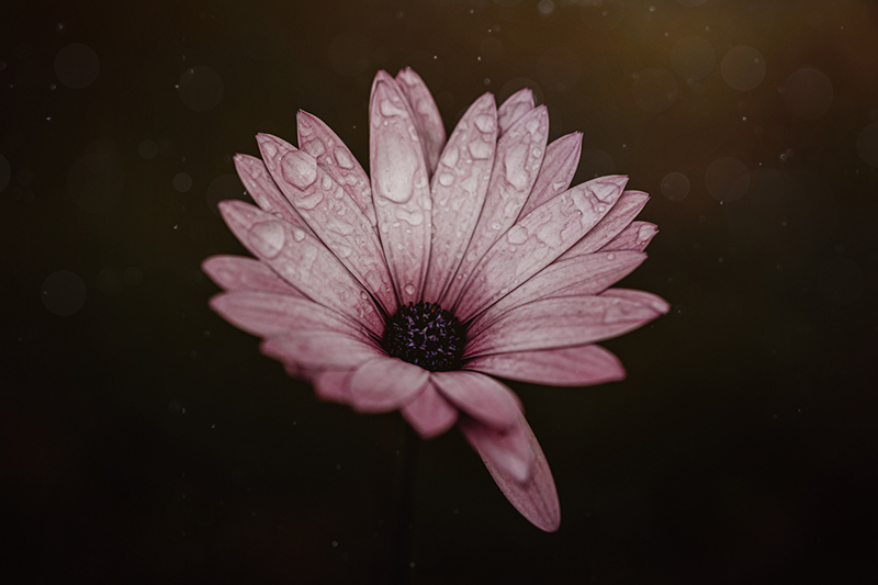 macro daisy photo pink