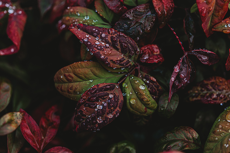 leaves with dew drops