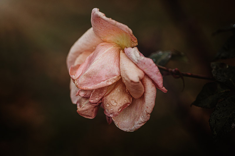 up close flower photography pink rose