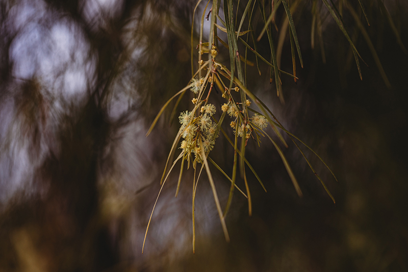 backlit yellow native flower