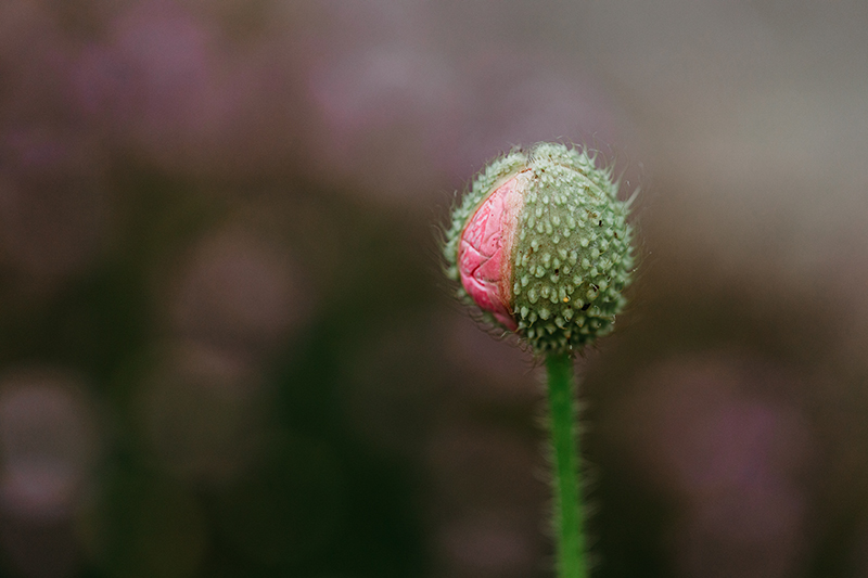 flower photography