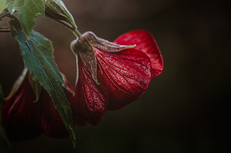 macro flower photos red flower