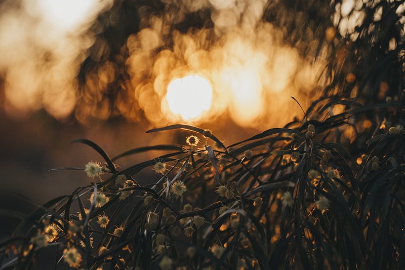 golden hour bokeh photo of flowers