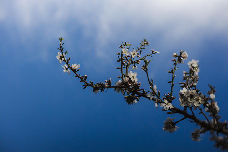 flower photography against backdrop of blue sky