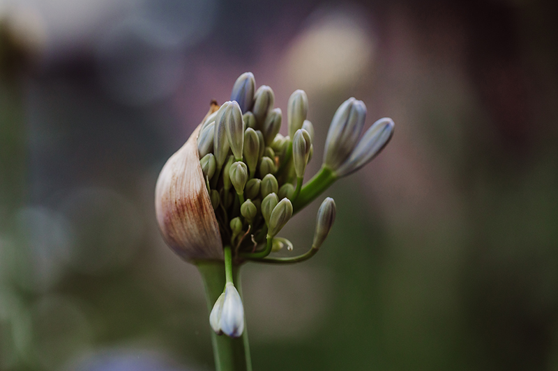 flower photo of agapanthus bud